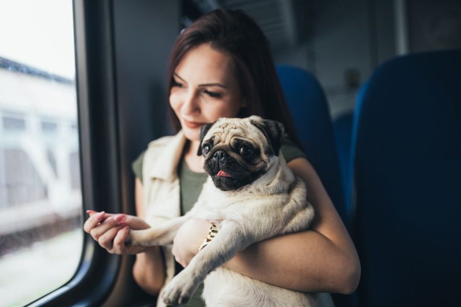 Pets image